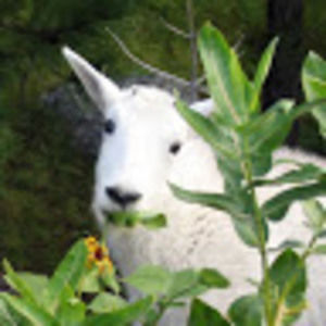 Meet your Posher, Britt